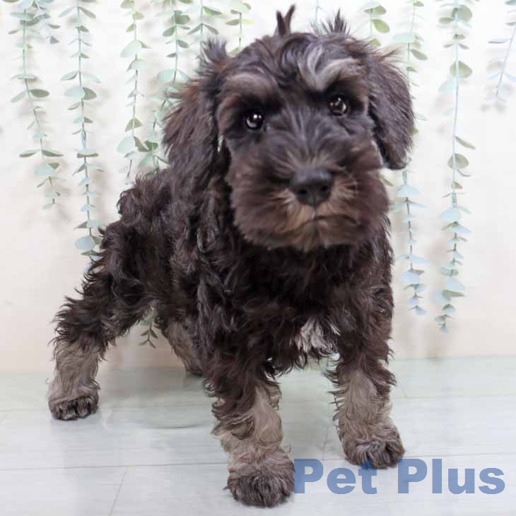 大阪府のミニチュアシュナウザー (ペットプラス 鶴見店/2026年1月6日生まれ/男の子/ブラックシルバー)の子犬の1枚目の画像