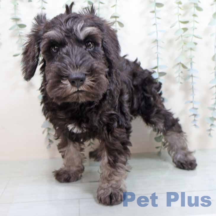 大阪府のミニチュアシュナウザー (ペットプラス 鶴見店/2026年1月6日生まれ/男の子/ブラックシルバー)の子犬の2枚目の画像