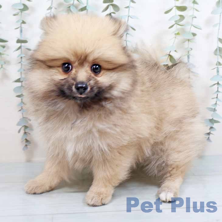 大阪府のポメラニアン (ペットプラス 大阪ドームシティ店/2026年1月14日生まれ/女の子/クリームセーブル)の子犬の1枚目の画像
