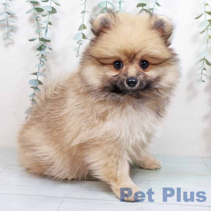 大阪府のポメラニアン (ペットプラス 大阪ドームシティ店/2026年1月14日生まれ/女の子/クリームセーブル)の子犬の2枚目の画像