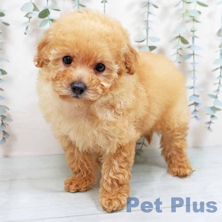 大阪府のトイプードル(トイ) (ペットプラス 松原店/2026年1月4日生まれ/女の子/アプリコット)の子犬の1枚目の画像