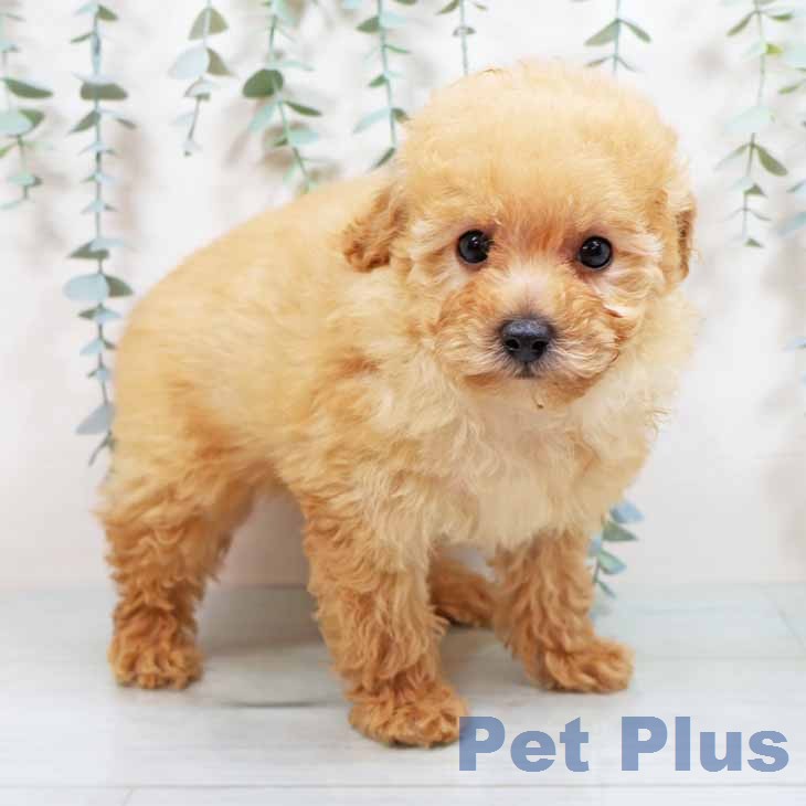 大阪府のトイプードル(トイ) (ペットプラス 松原店/2026年1月4日生まれ/女の子/アプリコット)の子犬の2枚目の画像