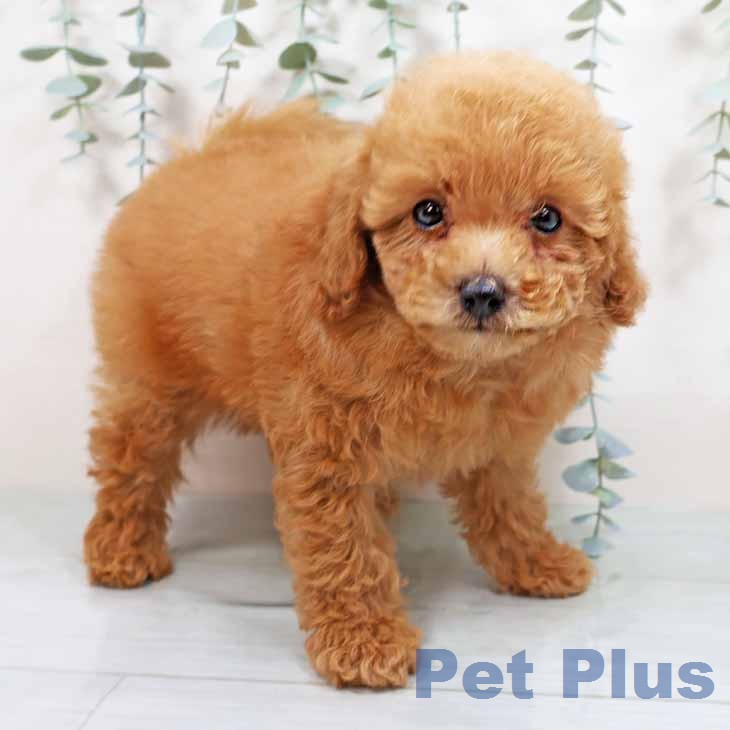 大阪府のトイプードル(トイ) (ペットプラス 鶴見店/2026年1月4日生まれ/男の子/レッド)の子犬の1枚目の画像