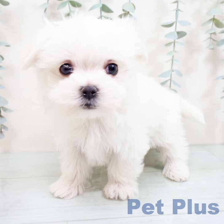 マルチーズの写真2