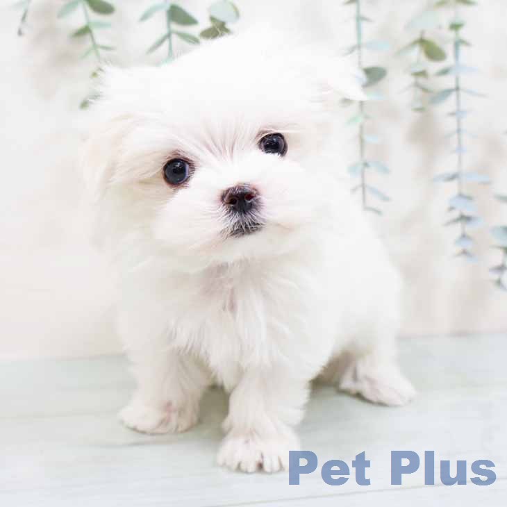 マルチーズの写真2