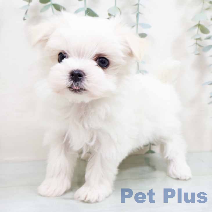 マルチーズの写真2