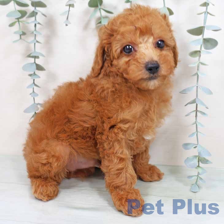 トイ・プードル