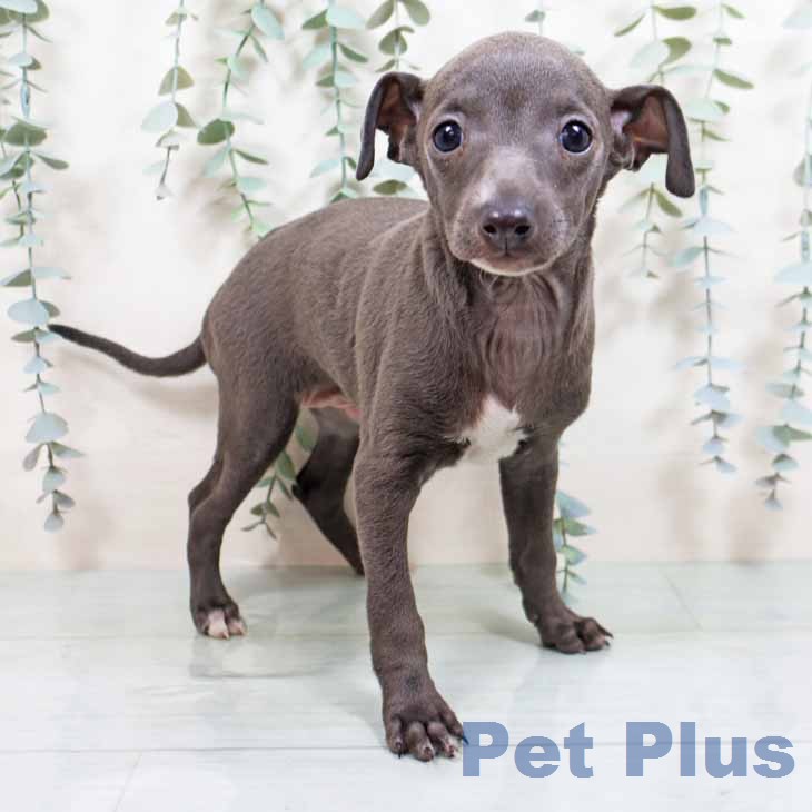 イタリアン・グレーハウンド