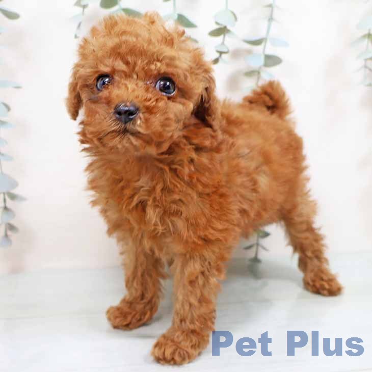 トイ・プードルの写真2