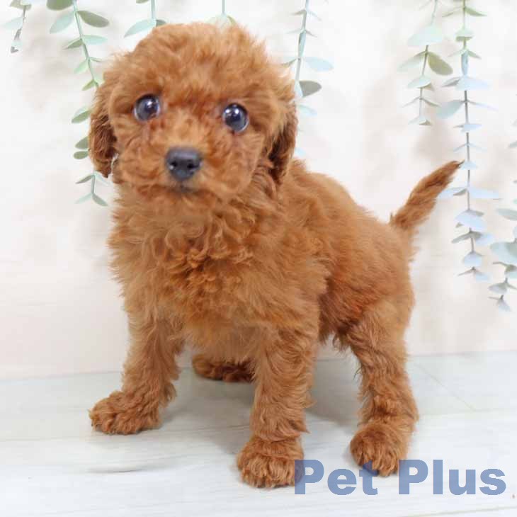 トイ・プードルの写真2