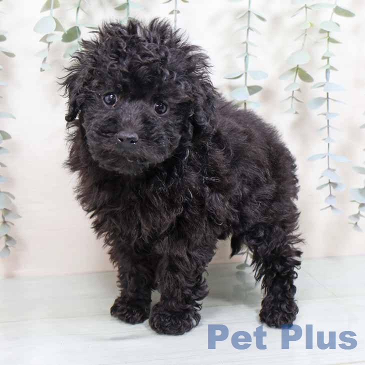 トイ・プードル