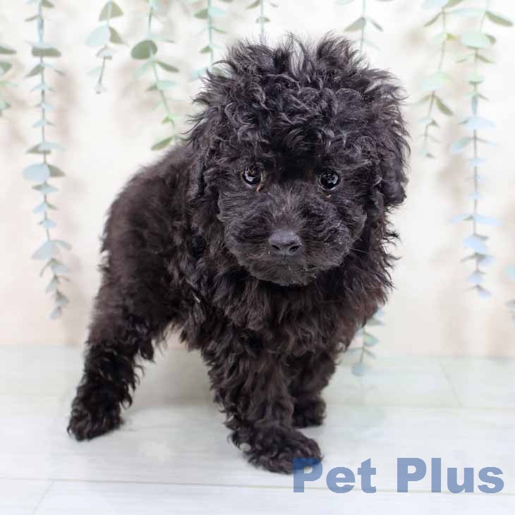 トイ・プードル