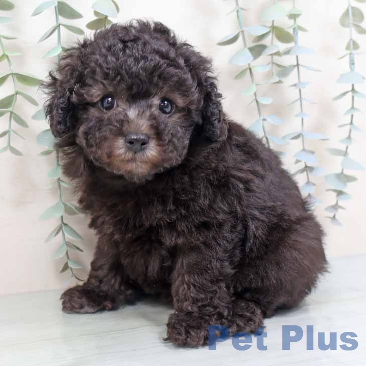 トイ・プードルの写真2