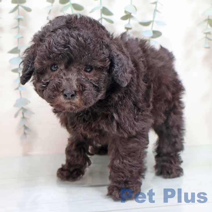 トイ・プードル