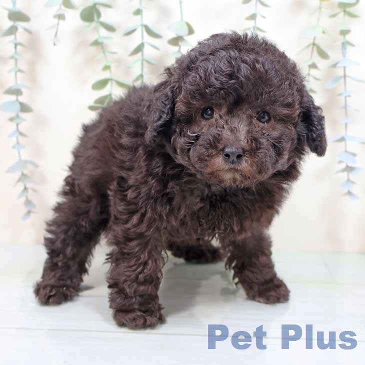 トイ・プードルの写真2