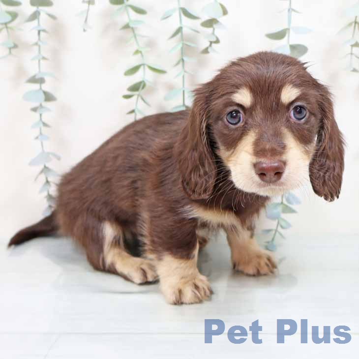 カニーンヘン・ダックスフンド