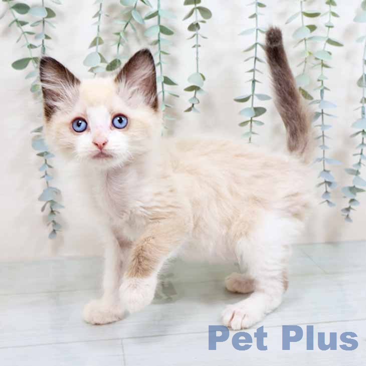 京都府のラグドール (ペットプラス イオンモールKYOTO店/2026年1月1日生まれ/男の子/シールポイントバイカラー)の子猫の1枚目の画像