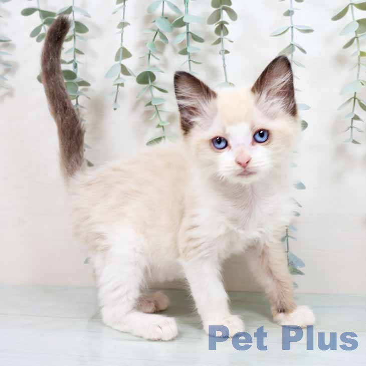 京都府のラグドール (ペットプラス イオンモールKYOTO店/2026年1月1日生まれ/男の子/シールポイントバイカラー)の子猫の2枚目の画像