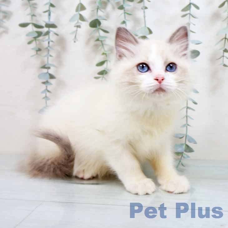 ラグドールの写真2