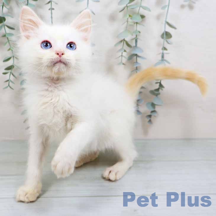 ラグドールの写真2