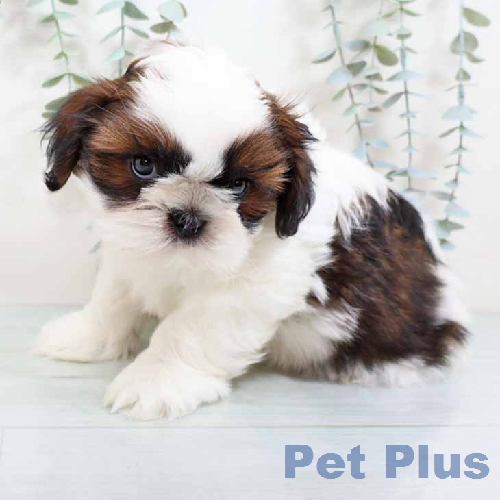 シー・ズーの写真2