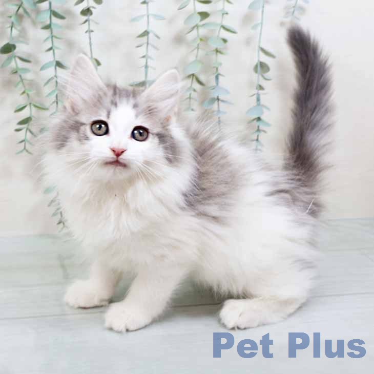 京都府のノルウェージャンフォレストキャット (ペットプラス イオンモールKYOTO店/2026年1月7日生まれ/男の子/ブルーシルバータビーホワイト)の子猫の1枚目の画像