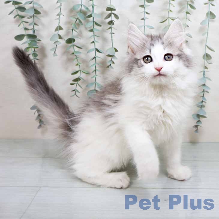 京都府のノルウェージャンフォレストキャット (ペットプラス イオンモールKYOTO店/2026年1月7日生まれ/男の子/ブルーシルバータビーホワイト)の子猫の2枚目の画像