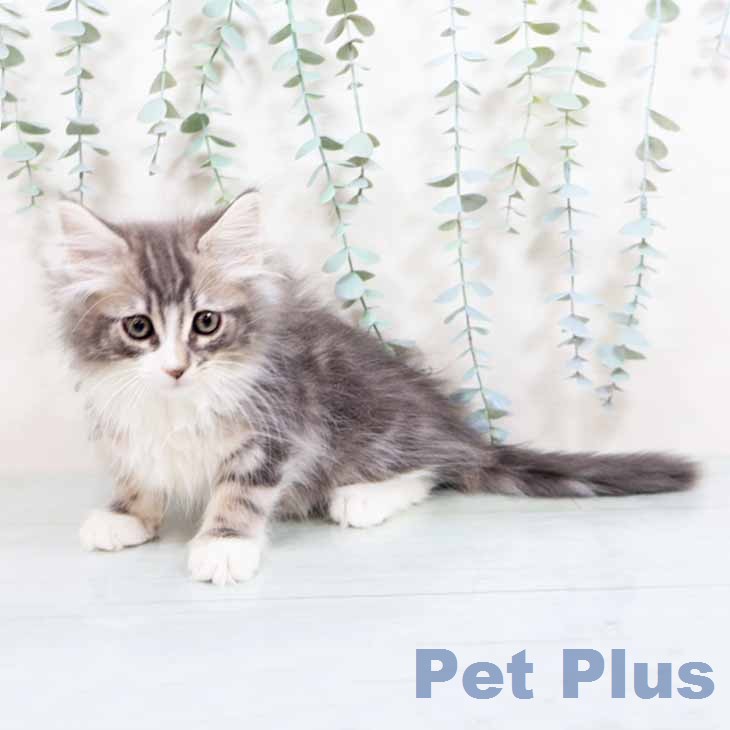 大阪府のノルウェージャンフォレストキャット (ペットプラス イオン大日店/2026年1月7日生まれ/男の子/ブルークラシックタビーホワイト)の子猫の1枚目の画像
