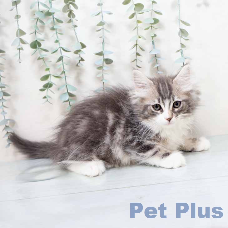 大阪府のノルウェージャンフォレストキャット (ペットプラス イオン大日店/2026年1月7日生まれ/男の子/ブルークラシックタビーホワイト)の子猫の2枚目の画像