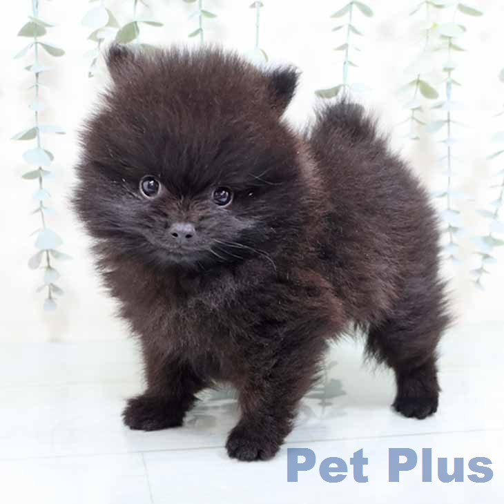 ポメラニアンの写真2