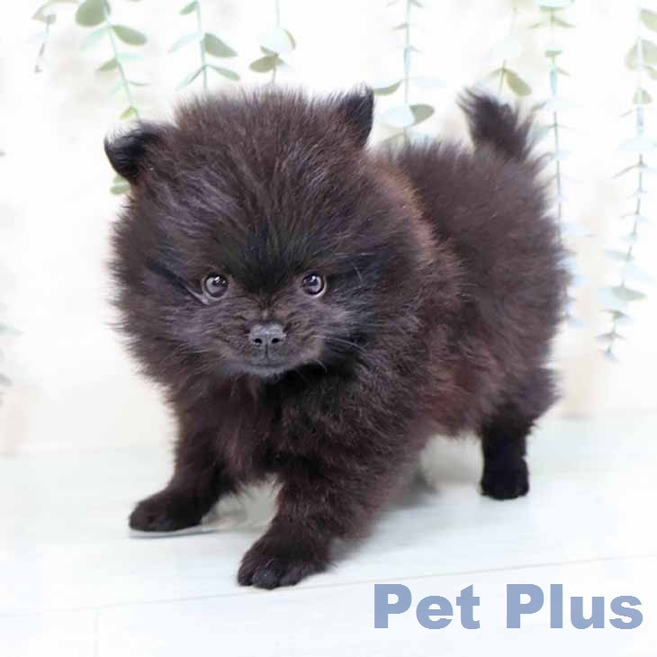 ポメラニアンの写真2