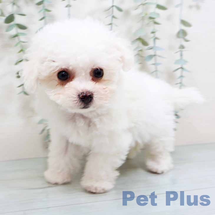 大阪府のビションフリーゼ (ペットプラス りんくう泉南店/2026年1月11日生まれ/女の子/ホワイト)の子犬の2枚目の画像