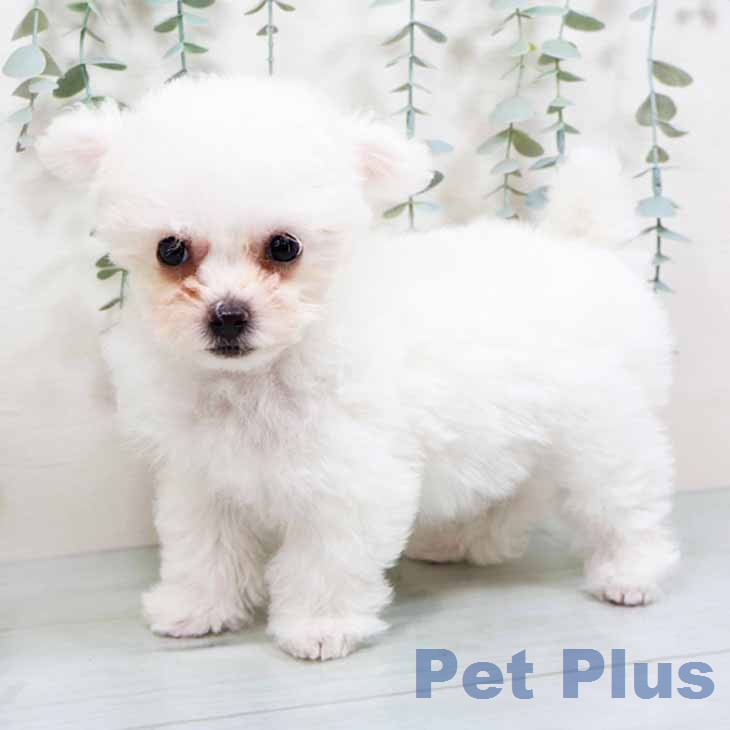 ビション・フリーゼの写真2