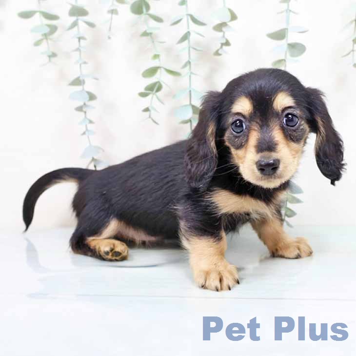 カニーンヘン・ダックスフンド