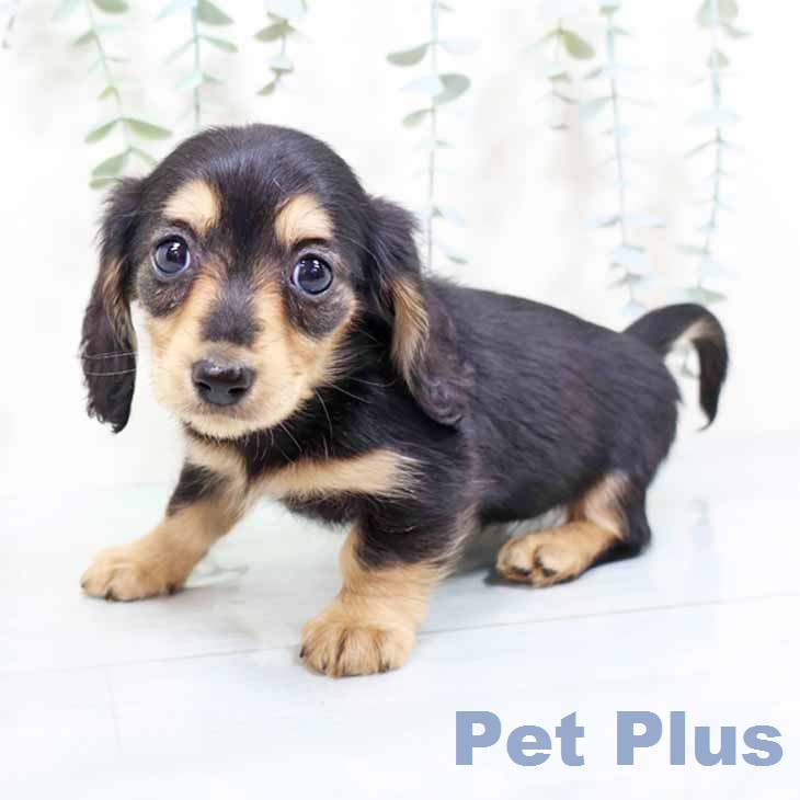 カニーンヘン・ダックスフンドの写真2