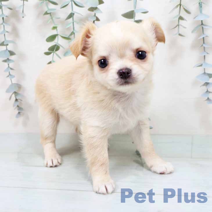大阪府のチワワ(ロング) (ペットプラス ららぽーと和泉店/2026年1月8日生まれ/男の子/クリームホワイト)の子犬の1枚目の画像