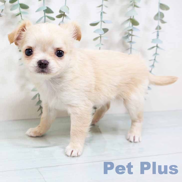 大阪府のチワワ(ロング) (ペットプラス ららぽーと和泉店/2026年1月8日生まれ/男の子/クリームホワイト)の子犬の2枚目の画像