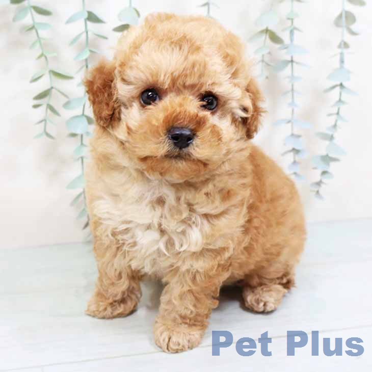 京都府のトイプードル(トイ) (ペットプラス 久御山店/2026年1月15日生まれ/女の子/アプリコット)の子犬の1枚目の画像