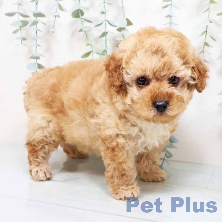 京都府のトイプードル(トイ) (ペットプラス 久御山店/2026年1月15日生まれ/女の子/アプリコット)の子犬の2枚目の画像