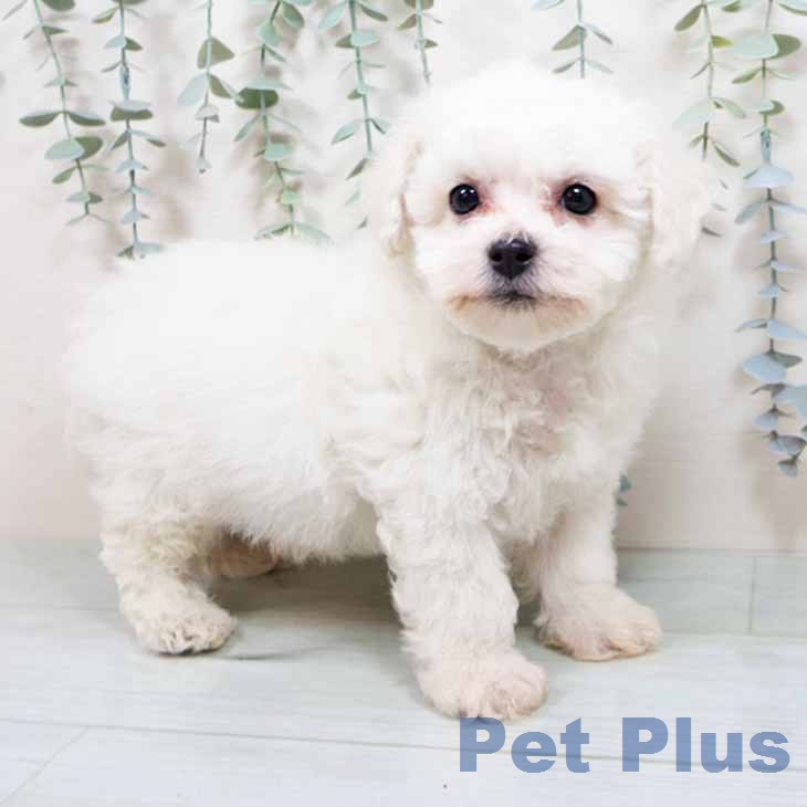 ビション・フリーゼの写真2