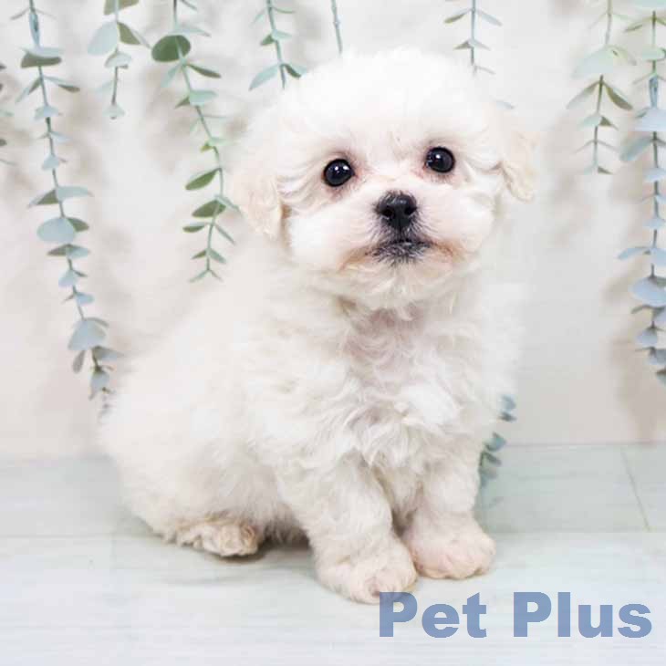 ビション・フリーゼ