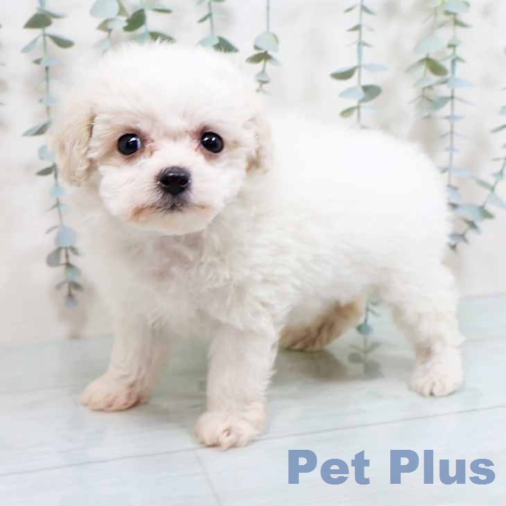 ビション・フリーゼ