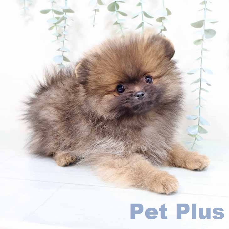大阪府のポメラニアン (ペットプラス イオン大日店/2026年1月7日生まれ/女の子/オレンジセーブル)の子犬の2枚目の画像