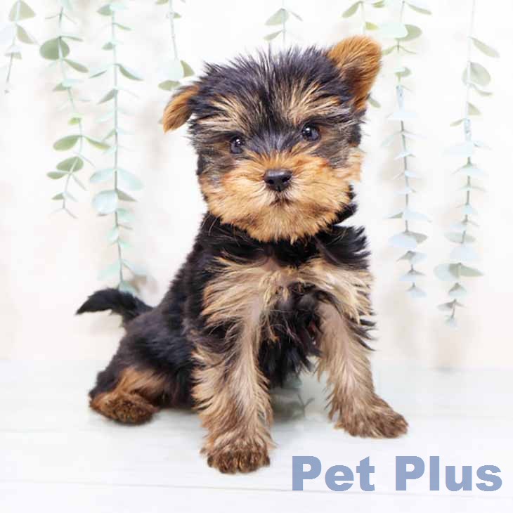 ヨークシャー・テリア