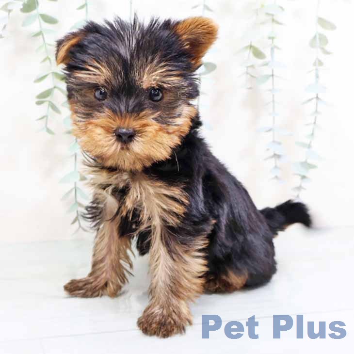 ヨークシャー・テリアの写真2