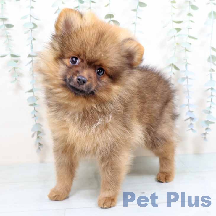 ポメラニアンの写真2