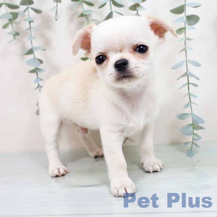 京都府のチワワ(ロング) (ペットプラス イオンモールKYOTO店/2026年1月18日生まれ/男の子/クリーム)の子犬の1枚目の画像