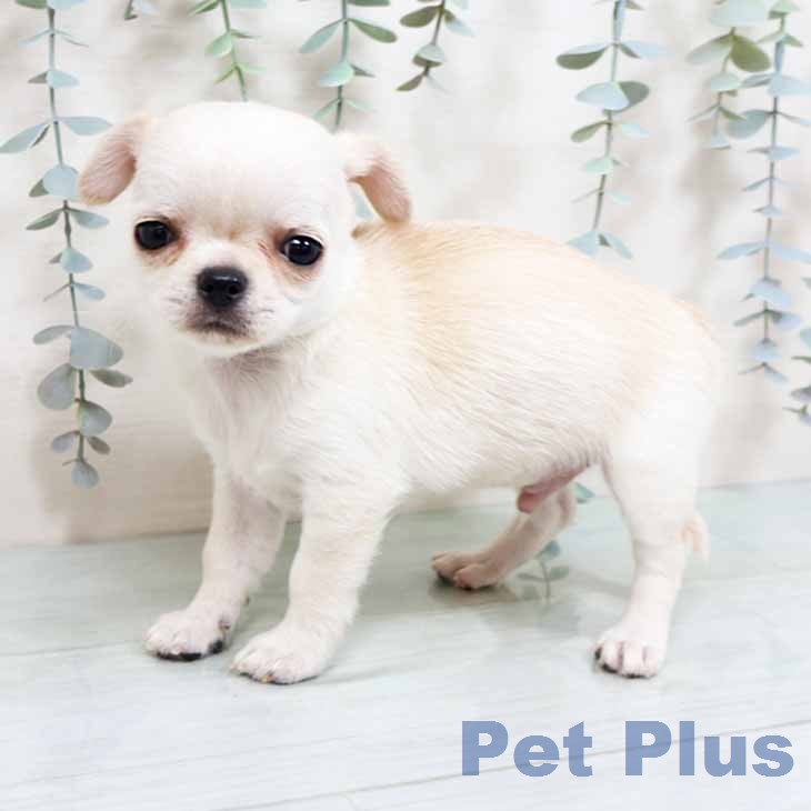 京都府のチワワ(ロング) (ペットプラス イオンモールKYOTO店/2026年1月18日生まれ/男の子/クリーム)の子犬の2枚目の画像