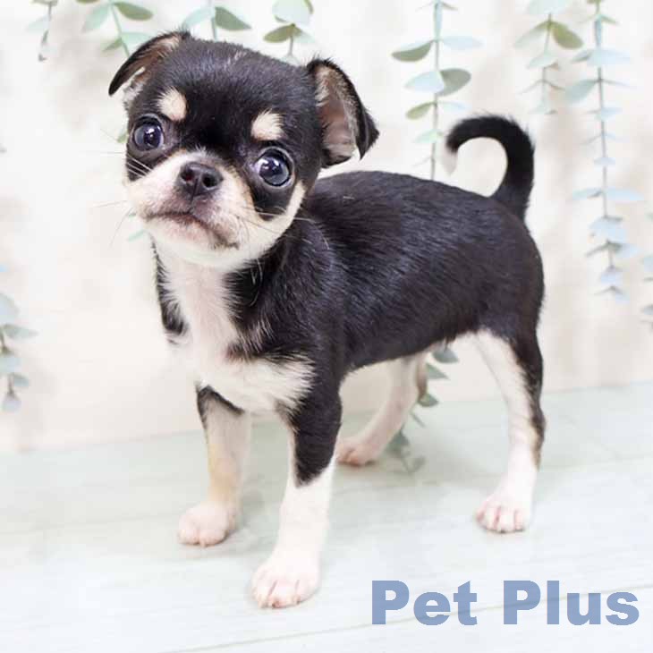 京都府のチワワ(ロング) (ペットプラス 京都桂川店/2026年1月18日生まれ/女の子/ブラックタンホワイト)の子犬の2枚目の画像