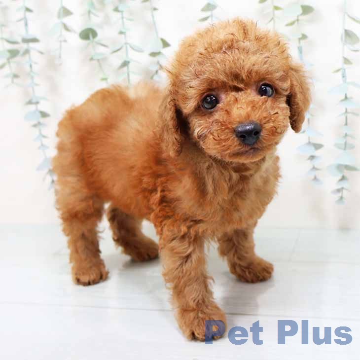 トイ・プードル